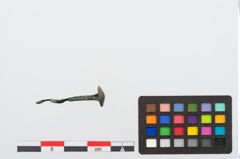 Foto von Bronzenagel (NHMW-PRAE-024526)